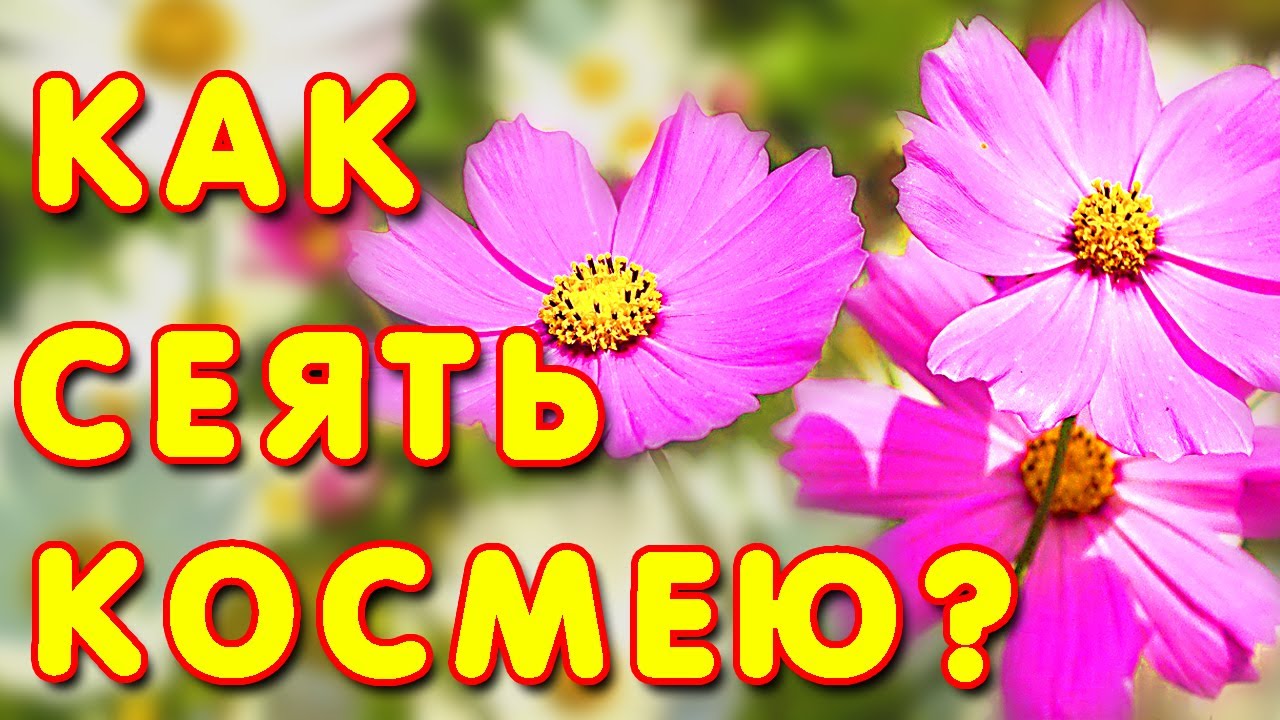 Нажмите, чтобы запустить видео