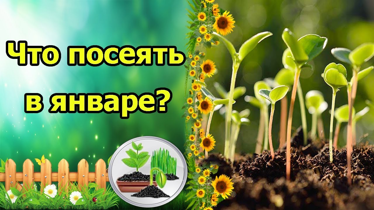 Нажмите, чтобы запустить видео