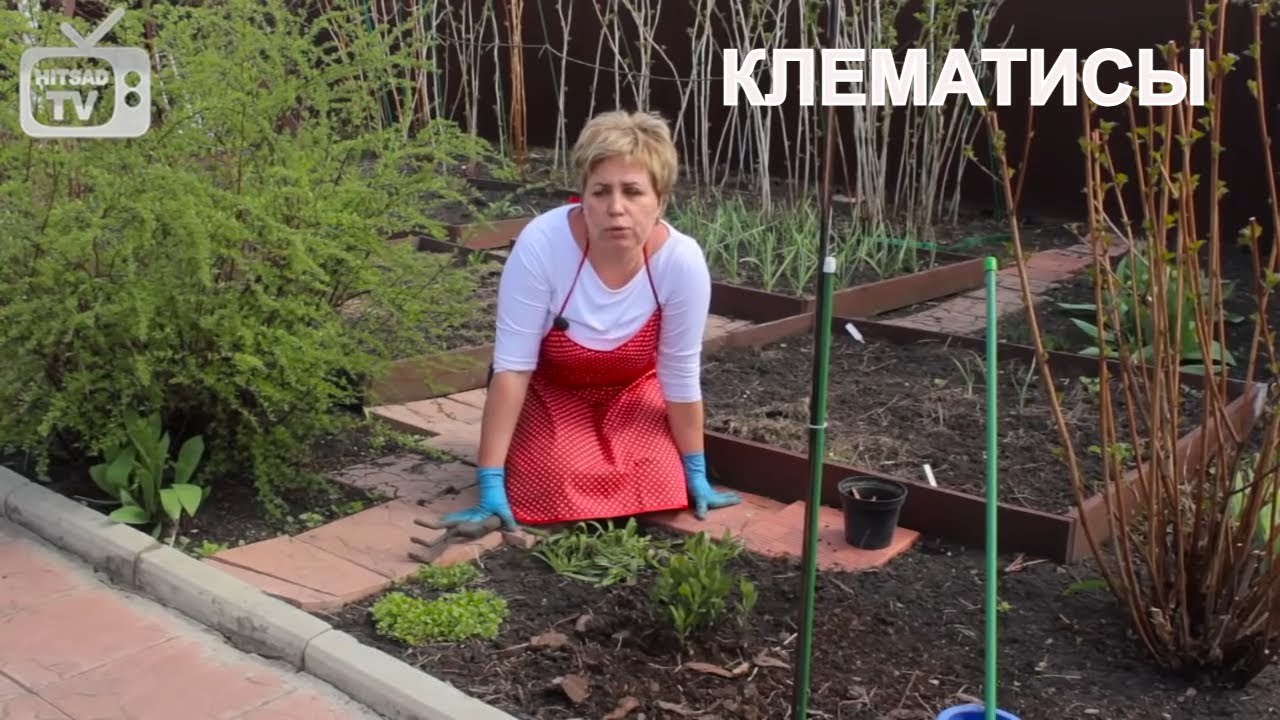 Нажмите, чтобы запустить видео