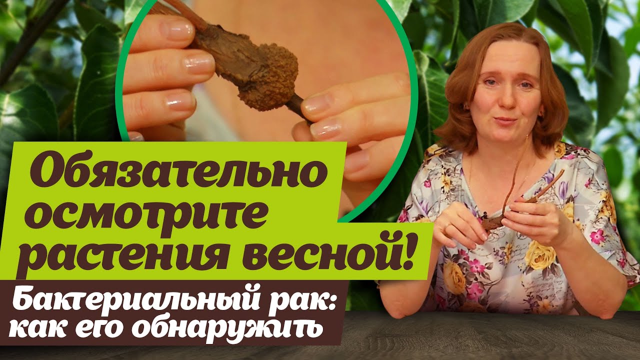 Нажмите, чтобы запустить видео
