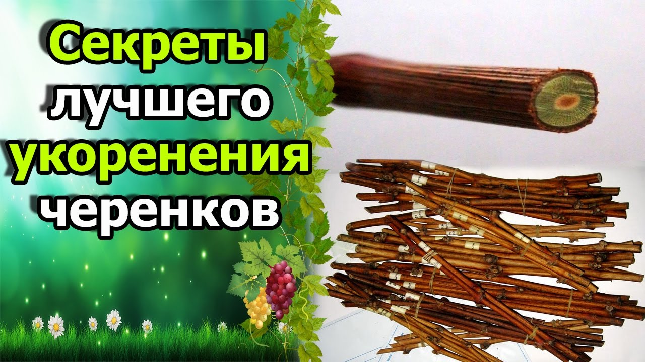 Нажмите, чтобы запустить видео