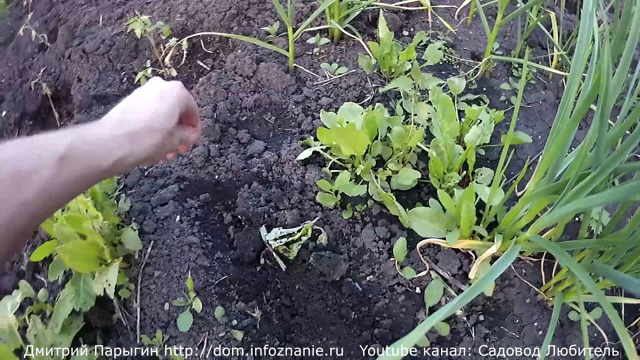 Нажмите, чтобы запустить видео