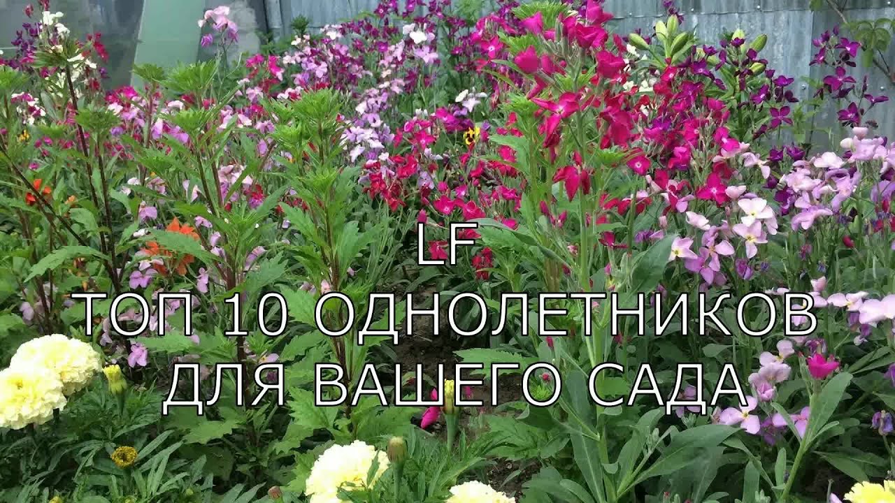 Нажмите, чтобы запустить видео