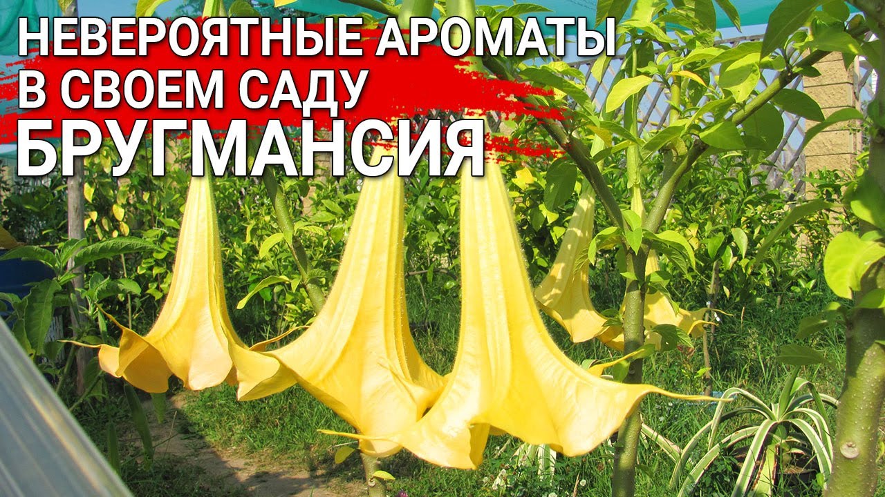 Нажмите, чтобы запустить видео