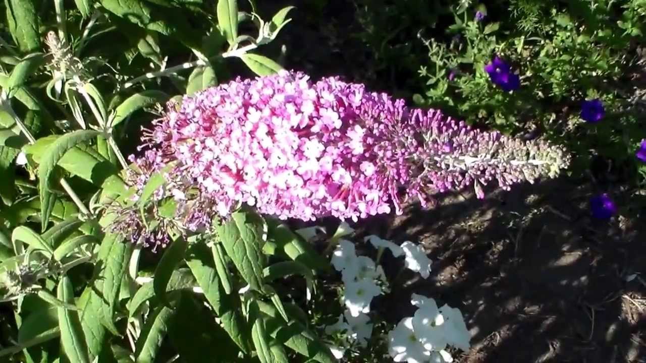 Нажмите, чтобы запустить видео