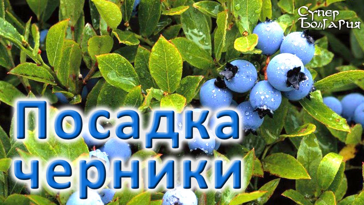 Нажмите, чтобы запустить видео