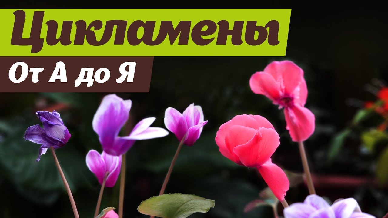 Нажмите, чтобы запустить видео