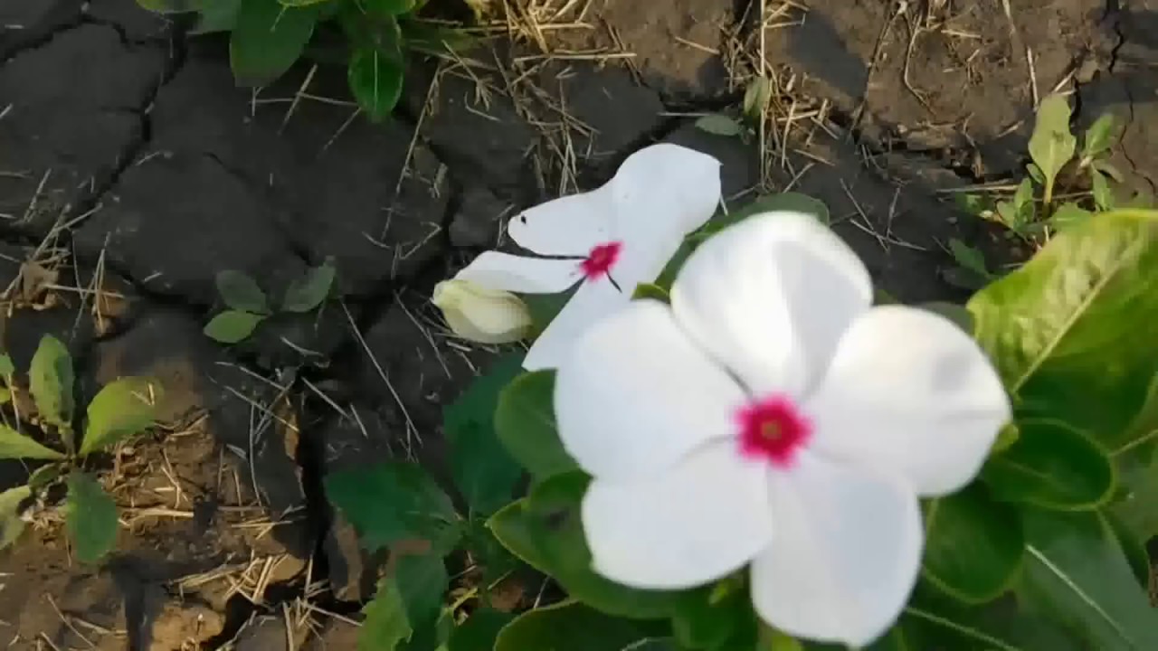 Нажмите, чтобы запустить видео
