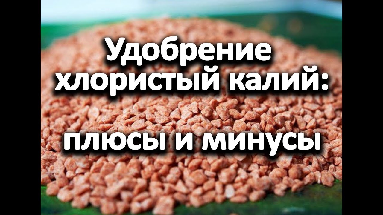 Нажмите, чтобы запустить видео