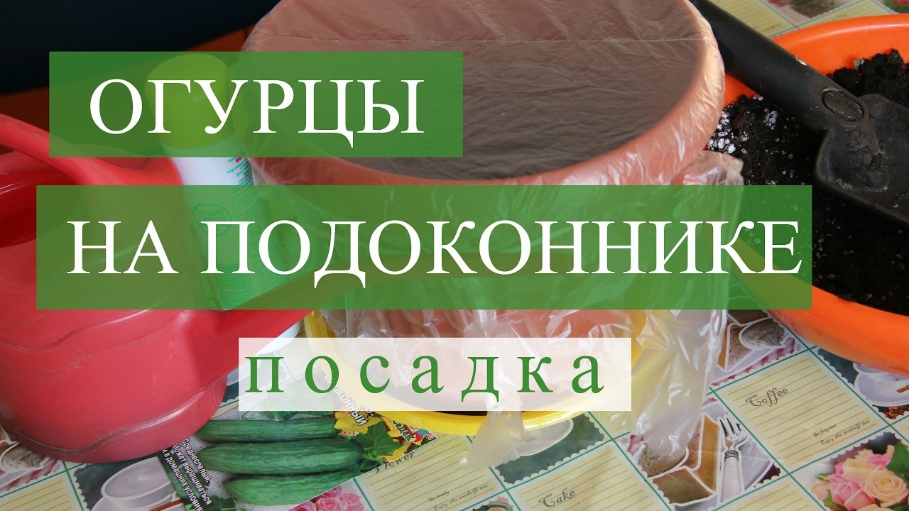Нажмите, чтобы запустить видео