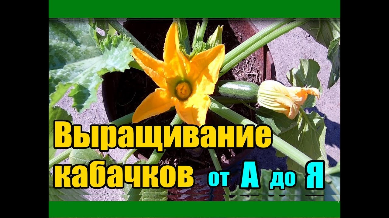 Нажмите, чтобы запустить видео