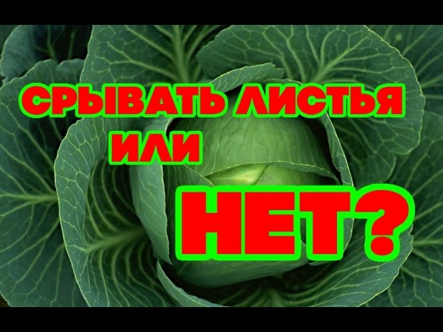 Нажмите, чтобы запустить видео