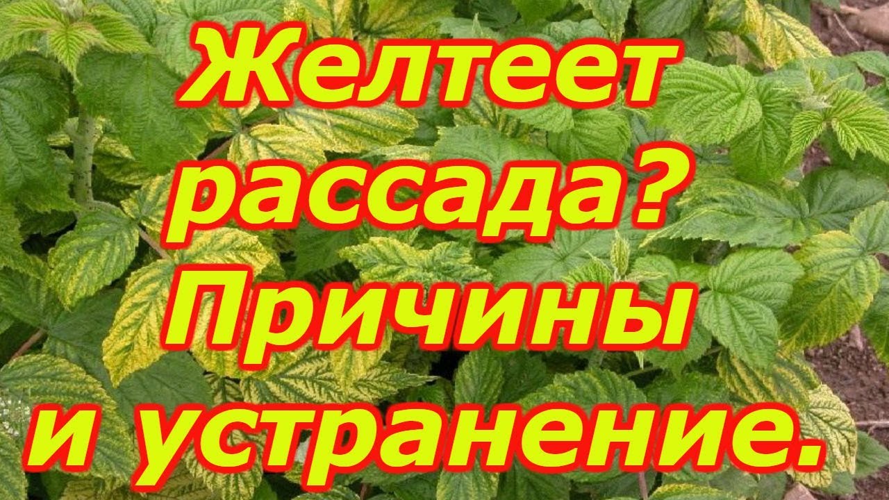 Нажмите, чтобы запустить видео