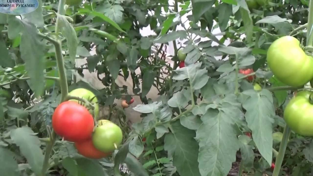 Нажмите, чтобы запустить видео