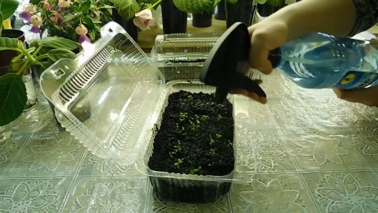 Нажмите, чтобы запустить видео