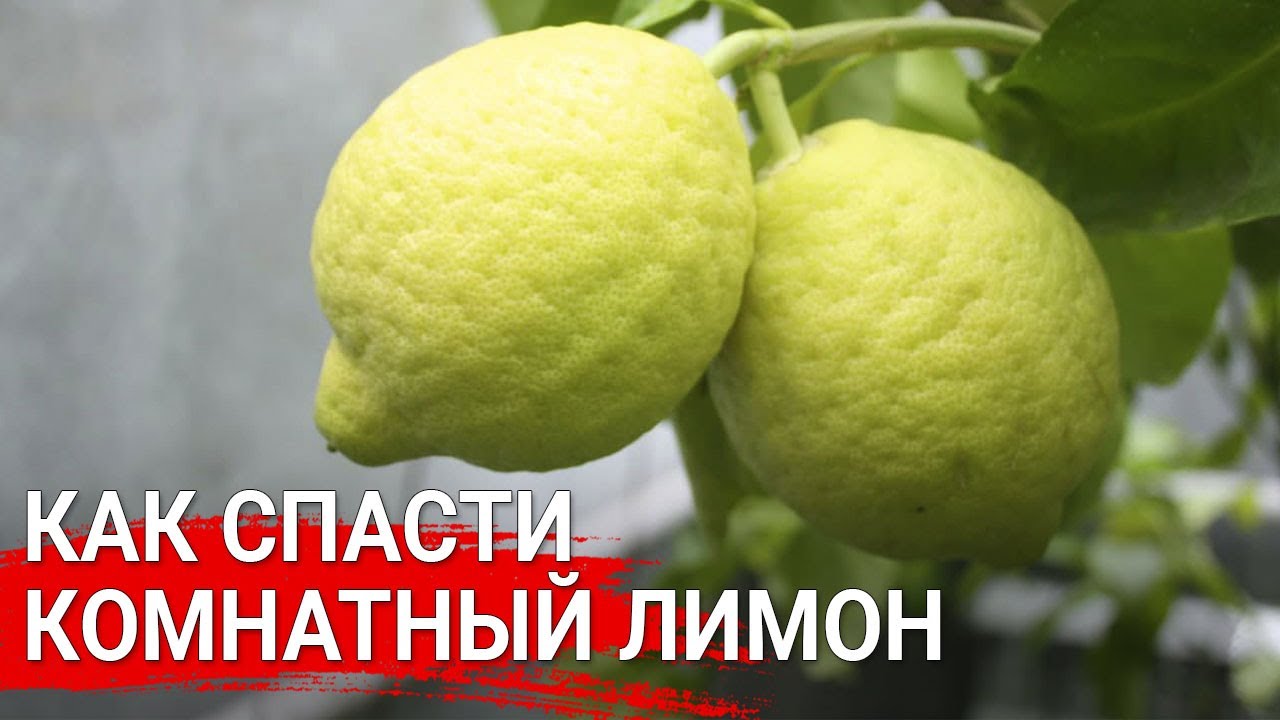 Нажмите, чтобы запустить видео