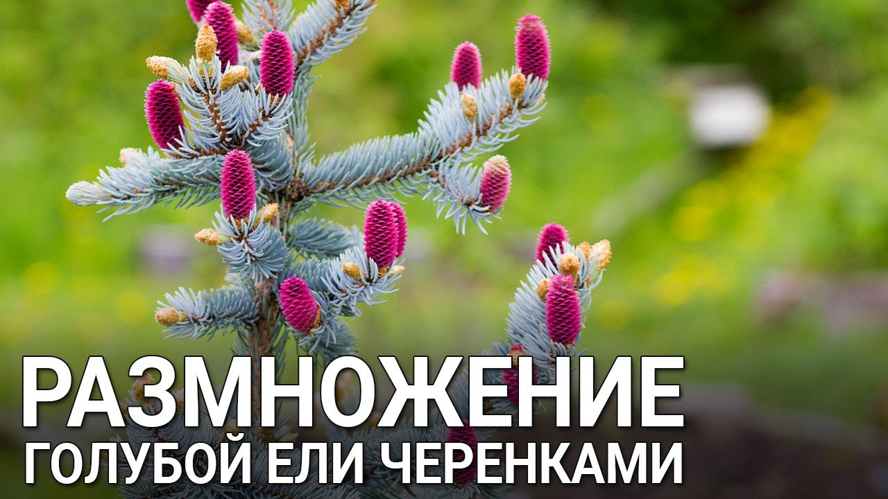 Нажмите, чтобы запустить видео