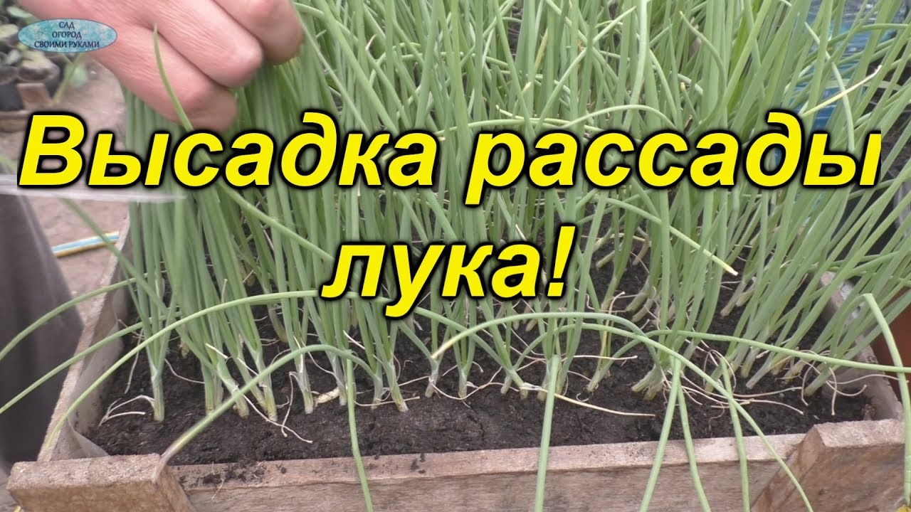Нажмите, чтобы запустить видео