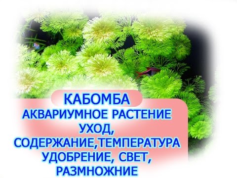 Нажмите, чтобы запустить видео