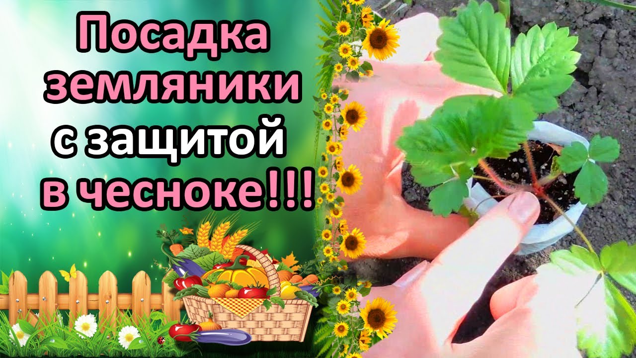 Нажмите, чтобы запустить видео