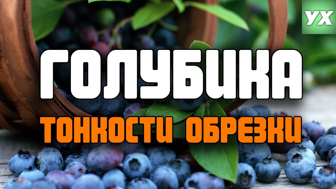 Нажмите, чтобы запустить видео