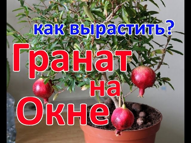 Нажмите, чтобы запустить видео