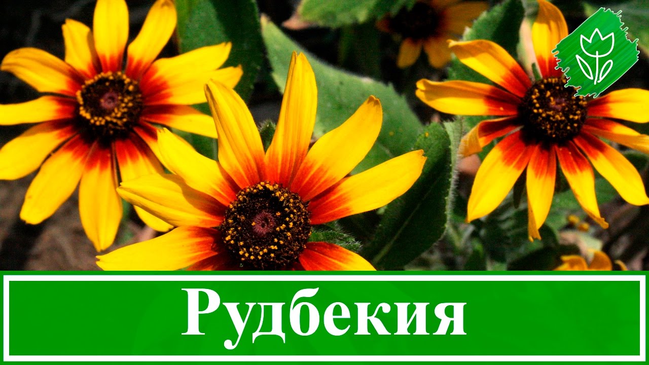 Нажмите, чтобы запустить видео