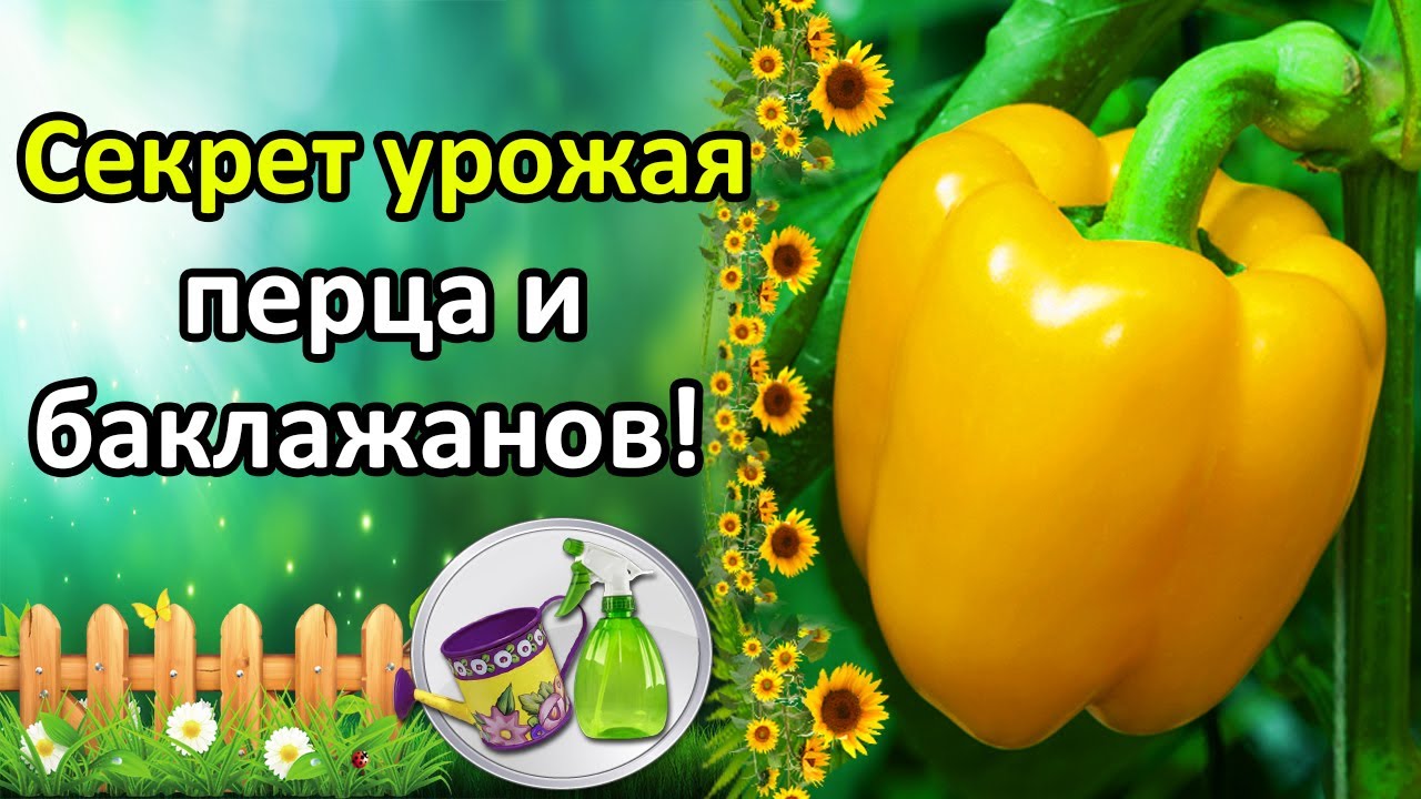 Нажмите, чтобы запустить видео