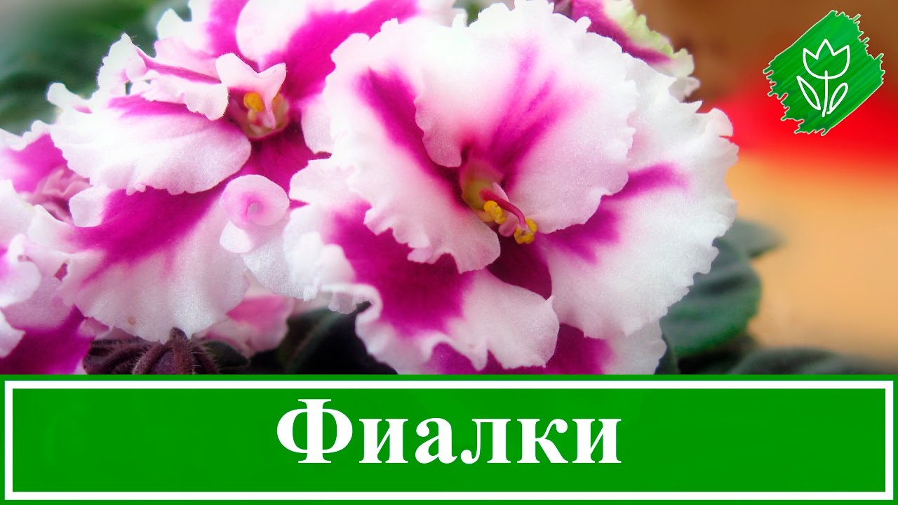 Нажмите, чтобы запустить видео
