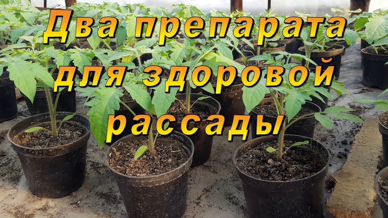 Нажмите, чтобы запустить видео