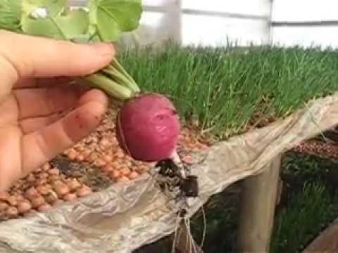 Нажмите, чтобы запустить видео