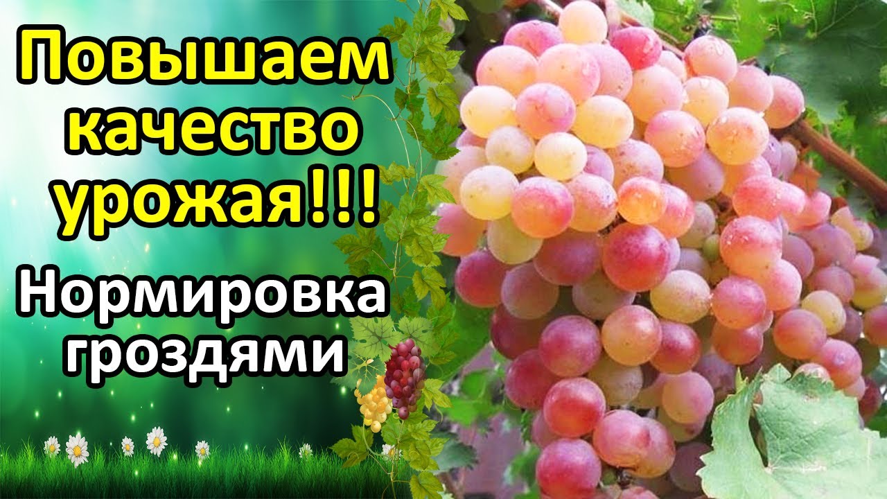 Нажмите, чтобы запустить видео