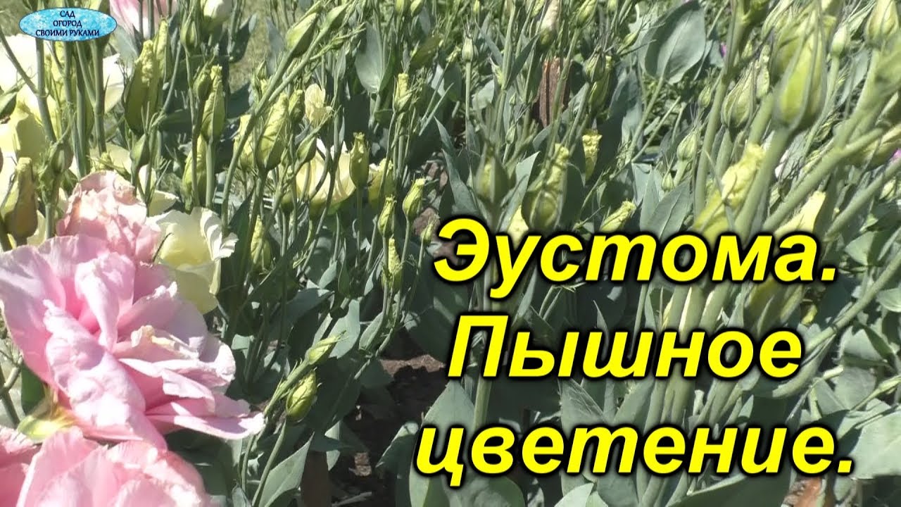 Нажмите, чтобы запустить видео