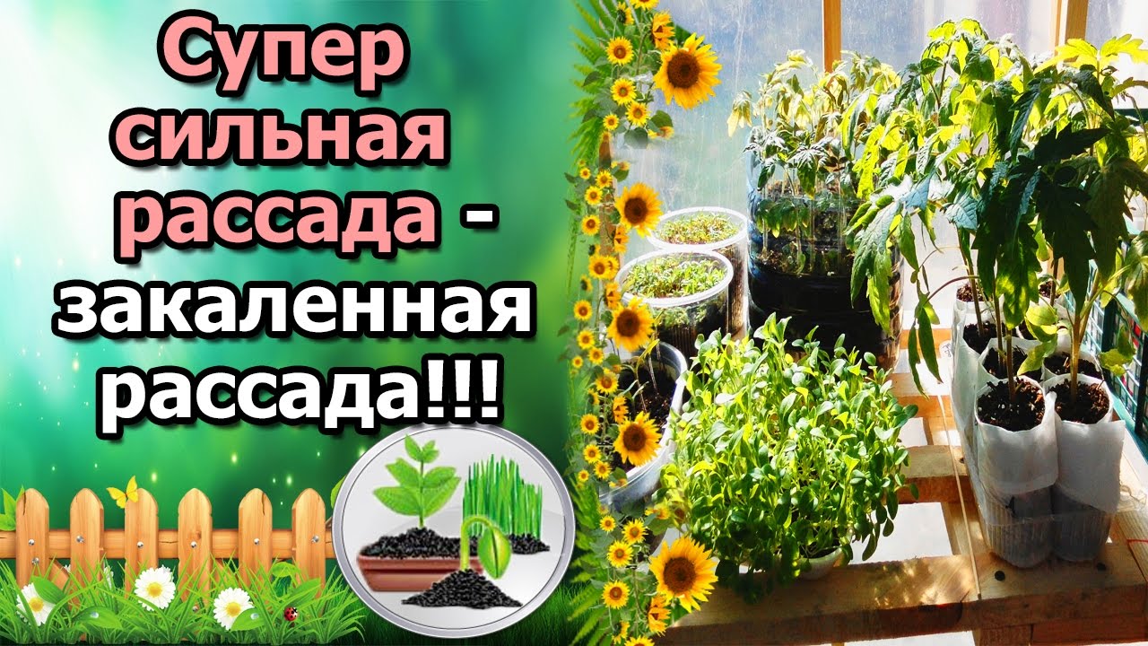 Нажмите, чтобы запустить видео