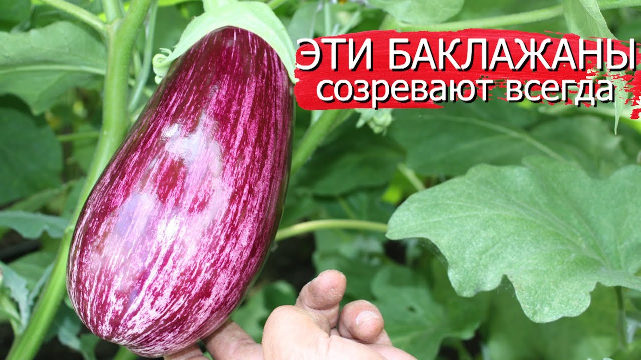 Нажмите, чтобы запустить видео