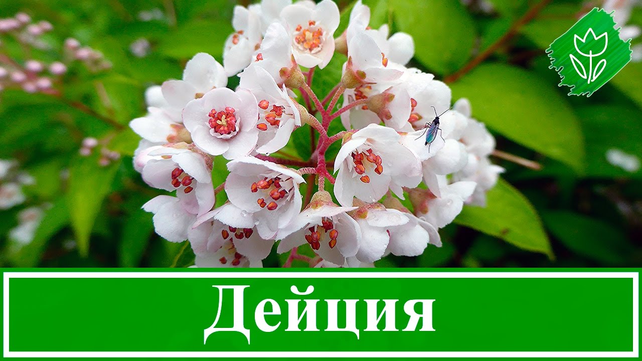 Нажмите, чтобы запустить видео