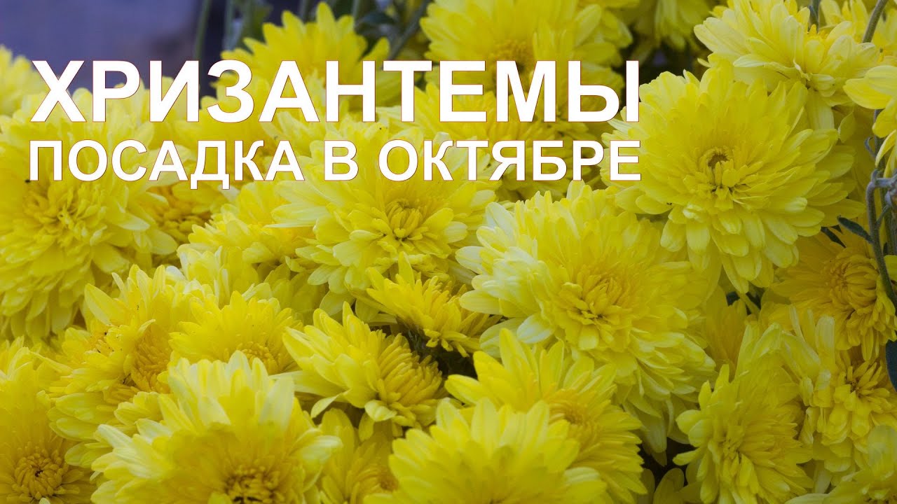 Нажмите, чтобы запустить видео