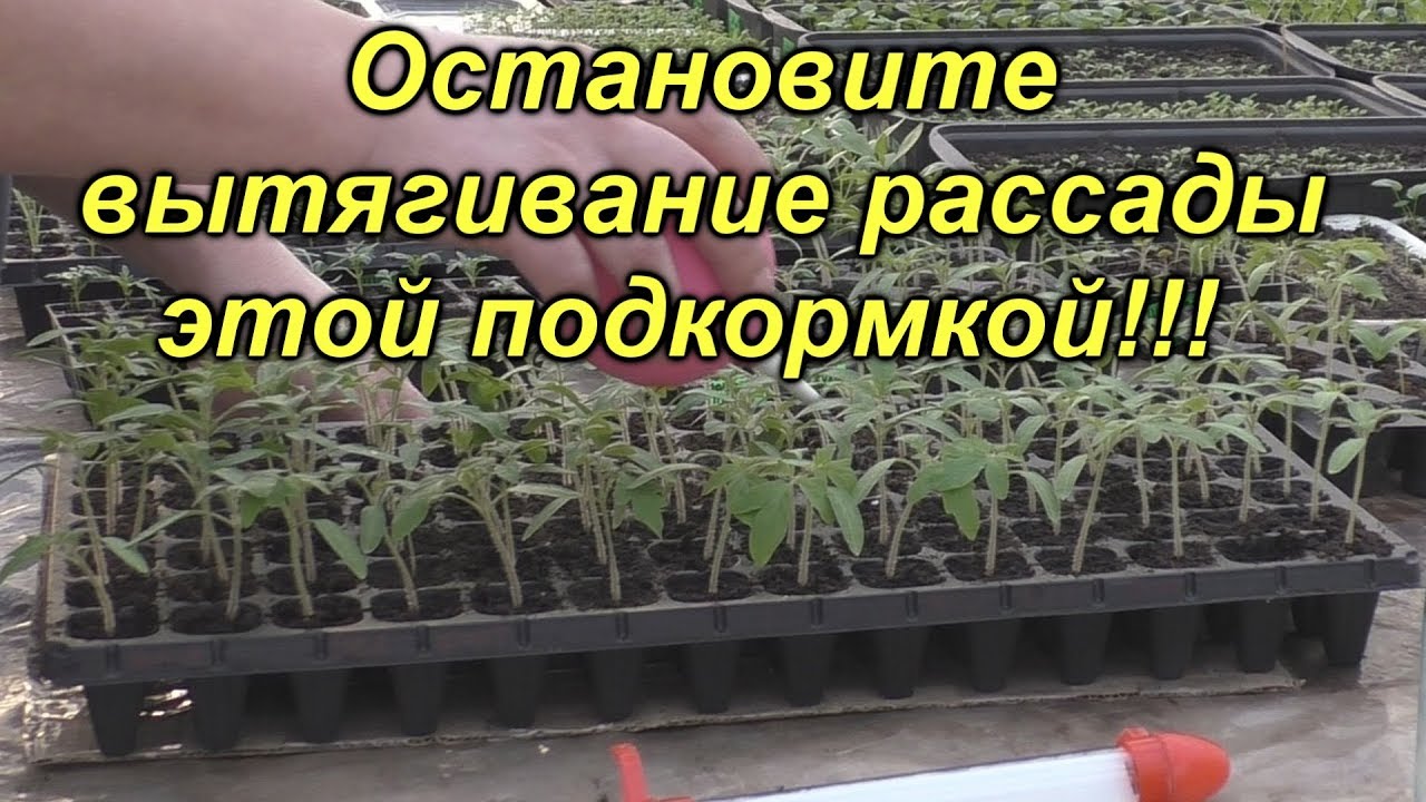 Нажмите, чтобы запустить видео
