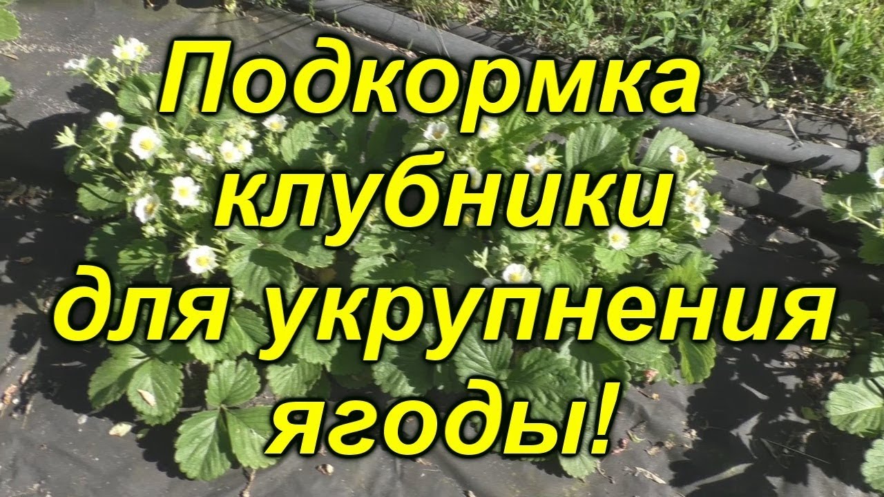 Нажмите, чтобы запустить видео