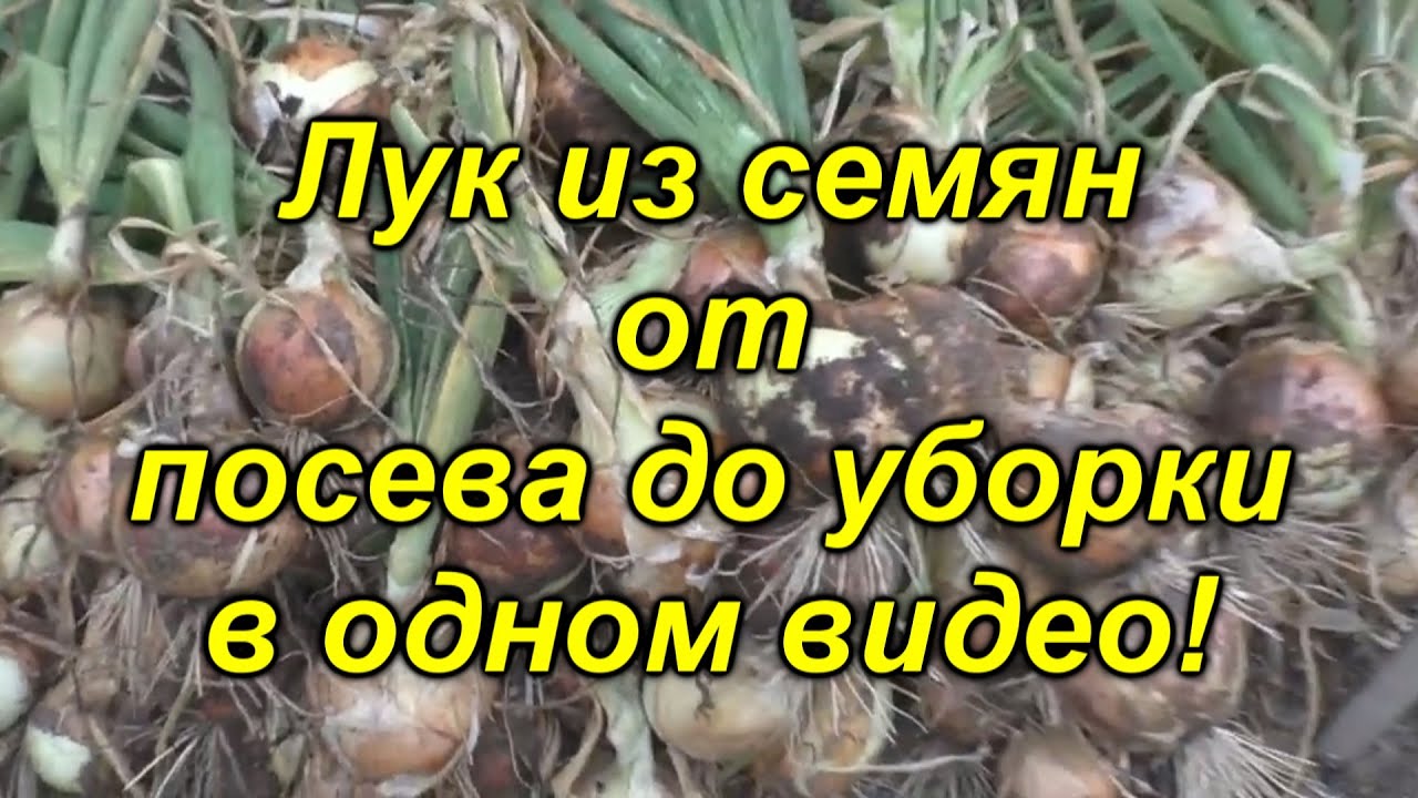 Нажмите, чтобы запустить видео