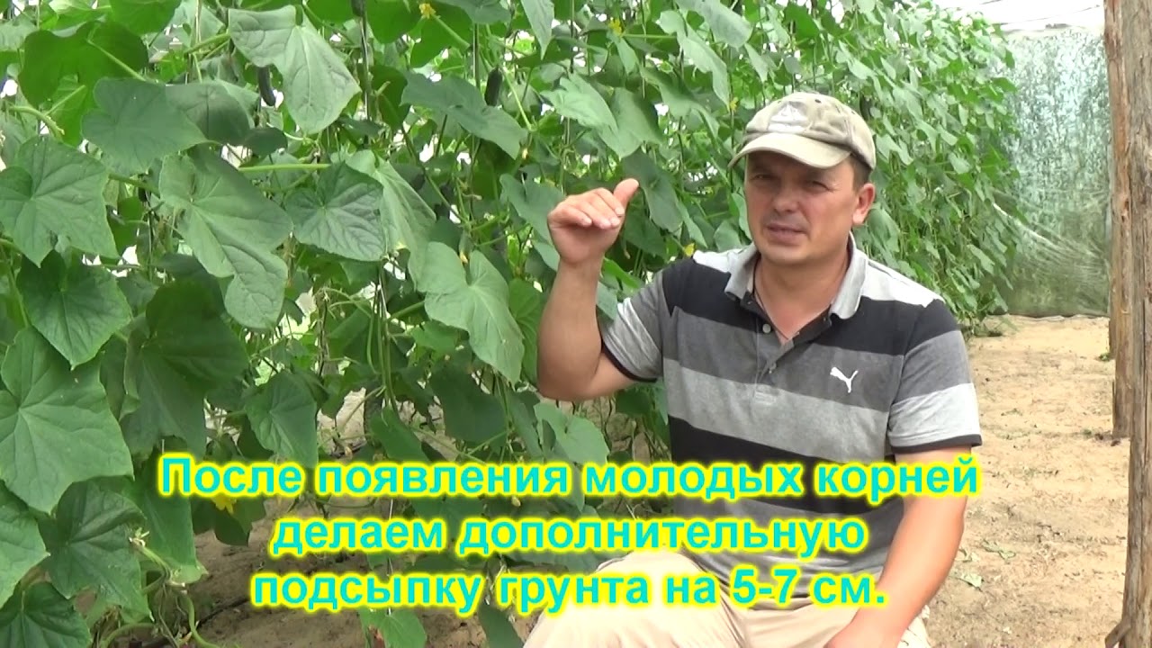 Нажмите, чтобы запустить видео