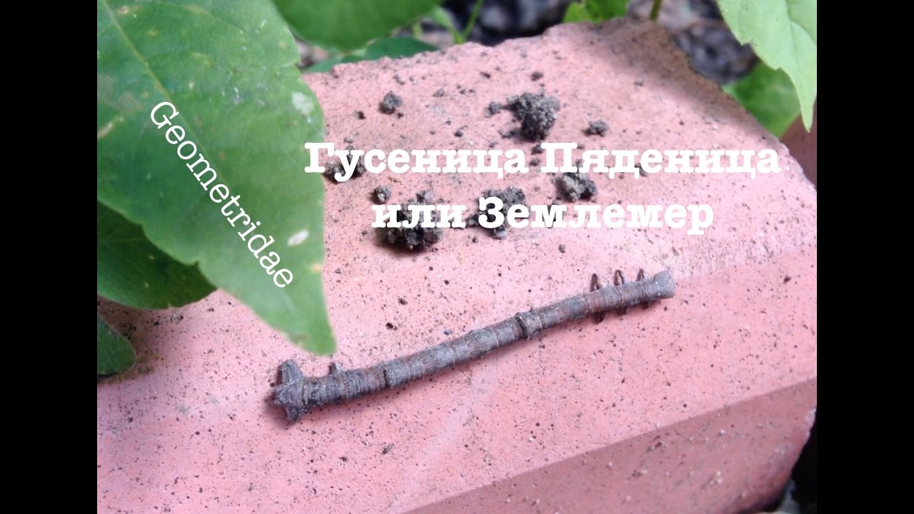 Нажмите, чтобы запустить видео