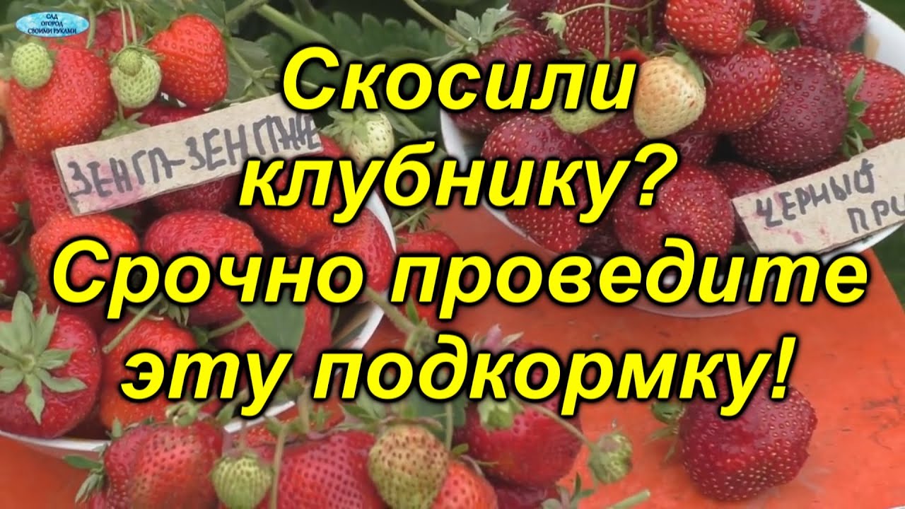 Нажмите, чтобы запустить видео