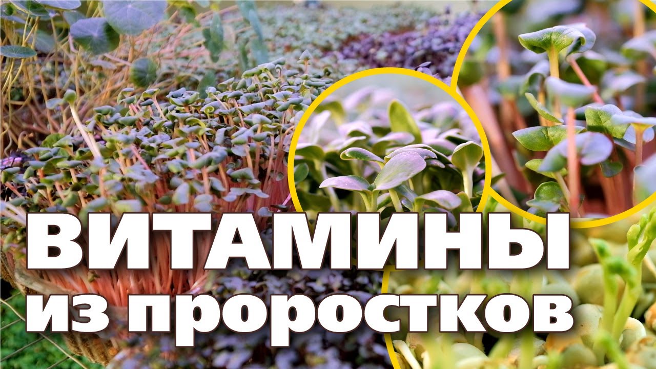 Нажмите, чтобы запустить видео