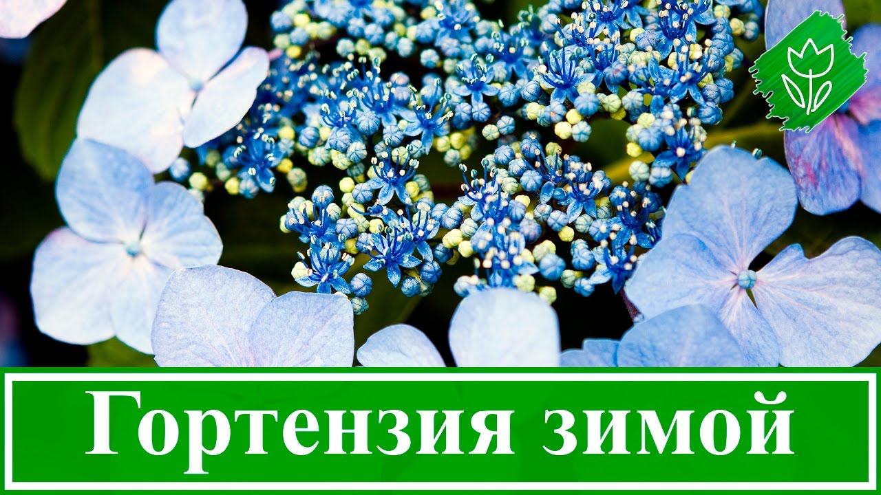 Нажмите, чтобы запустить видео