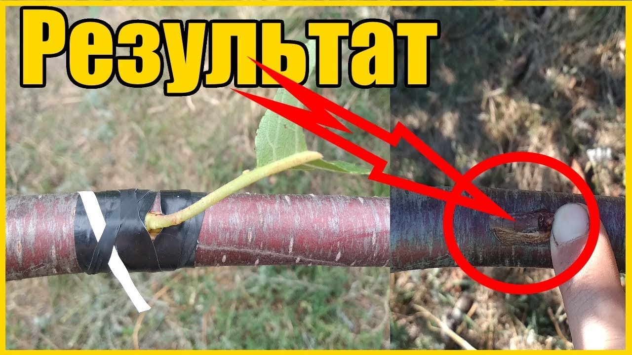 Нажмите, чтобы запустить видео
