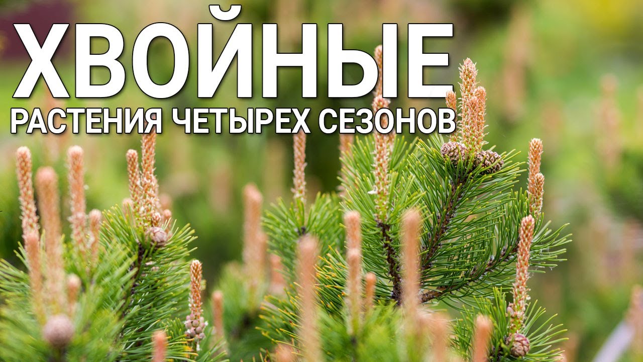Нажмите, чтобы запустить видео