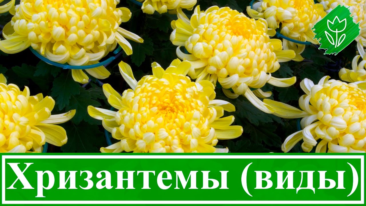 Нажмите, чтобы запустить видео