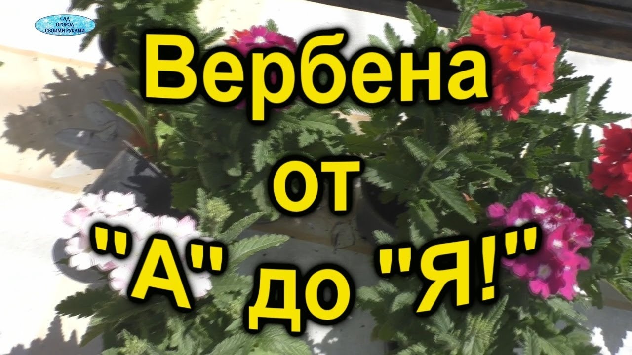 Нажмите, чтобы запустить видео
