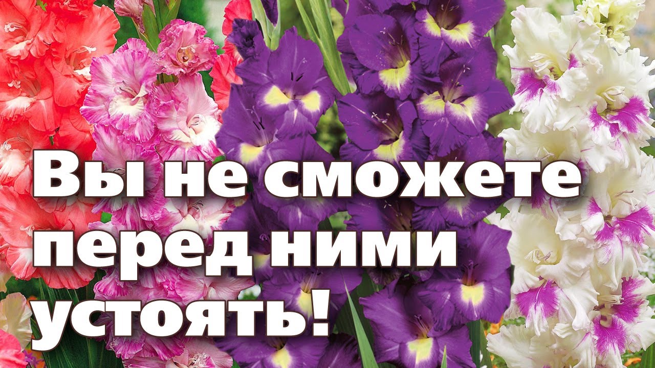 Нажмите, чтобы запустить видео